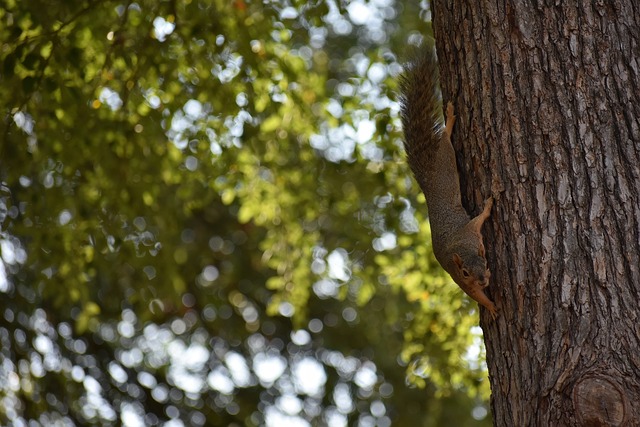 但球隊依然 但球隊依然